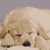Sleeping Dog Buddy Icon