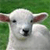 Sheep Buddy Icon 2