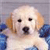Dog Buddy Icon 19