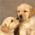 Dog Buddy Icon 11