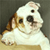Dog Buddy Icon 62