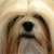 Dog Buddy Icon 131