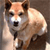 Dog Buddy Icon 159