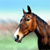 Horse Buddy Icon 216
