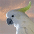 Cockatoo Bird Icon