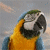 Parrot Icon 200