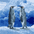 Penguin Icon 211