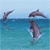 Dolphin Buddy Icon 213