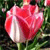 Spring Flowers Icon 2