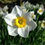 Spring Flowers Icon 24