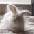 Rabbit Buddy Icon 40