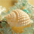 Sea Shell Buddy Icon