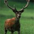 Deer 4