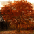 Tree Icon 15