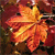 Autumn Season Icon 55
