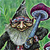 Gnome 21