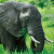 Elephant 3