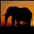 Elephant 5