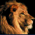 Lion 3