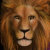 Lion 5