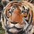 Tiger 4