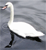 Swan