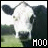 Moo Cow 2