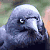 Crow Icon