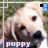 Puppy Love 20