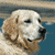 Dogs Buddy Icon