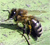 Bee-2