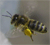Bee-4