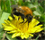 Bee-with-flowers-2