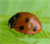 Ladybird-2