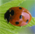 Ladybird-3