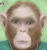 Monkey 4