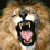 Lion 6