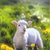 Sheep Buddy Icon