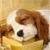 Dog Buddy Icon 35