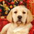 Dog Buddy Icon 32