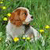 Dog Buddy Icon 25