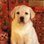 Dog Buddy Icon 21