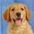 Dog Buddy Icon 10
