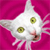 Cat Buddy Icon 19