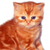 Cat Buddy Icon 15