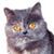 Cat Buddy Icon 14