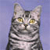 Cat Buddy Icon 6