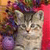 Cat Buddy Icon 45