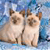 Cat Buddy Icon 43