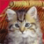 Cat Buddy Icon 28